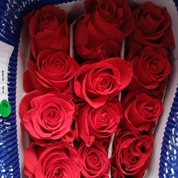 ROSA IMP. 60CM *NEW FACE*