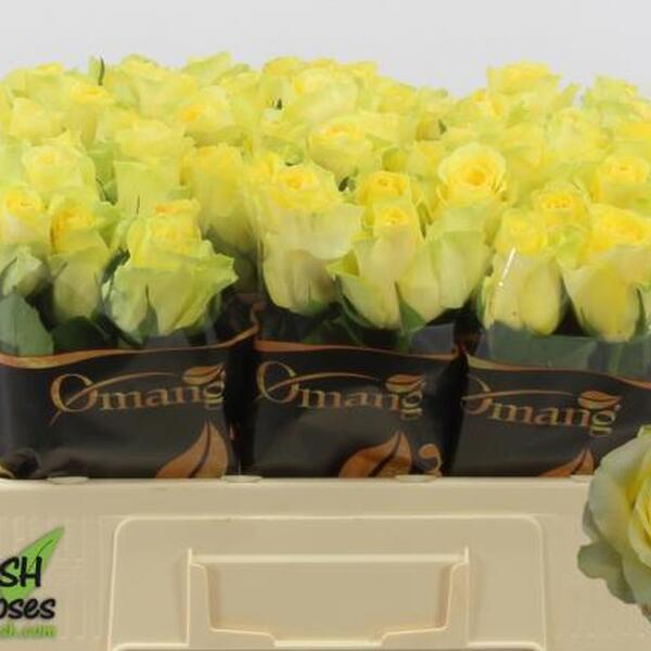 ROSA MINION ROSE 50CM