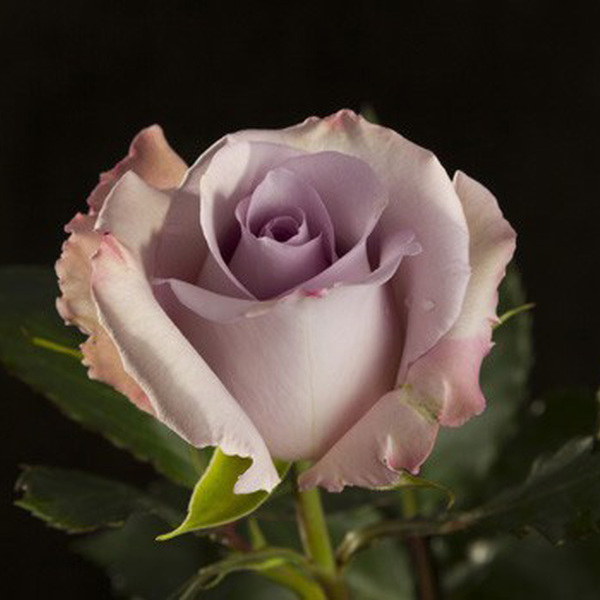 ROSA *OCEAN SONG* 50CM