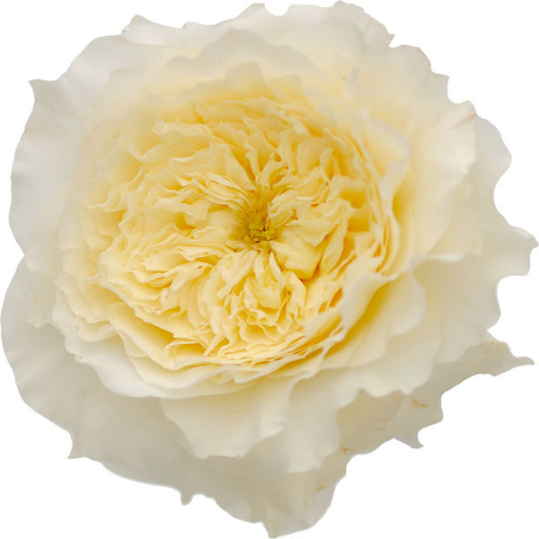 ROSA PATIENCE