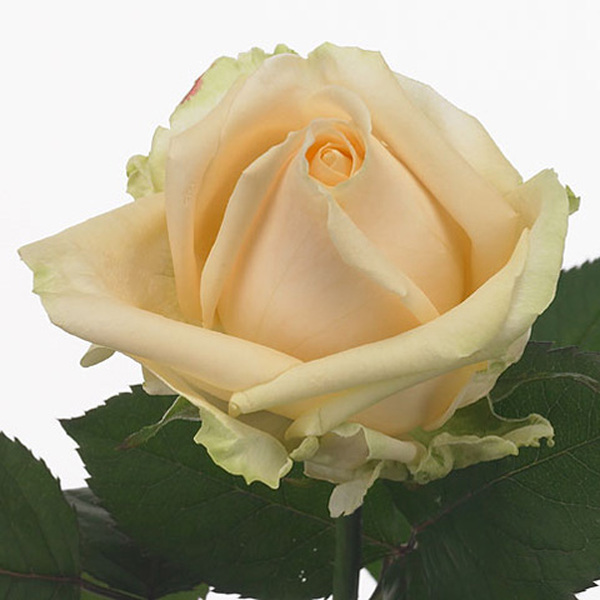 ROSA *PEACH AVALANCHE* 55CM