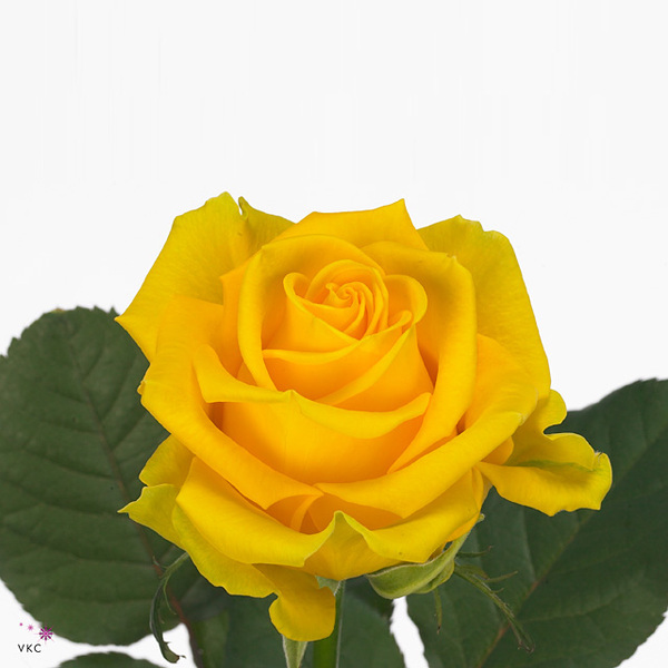 ROSA *PENNY LANE* 80CM