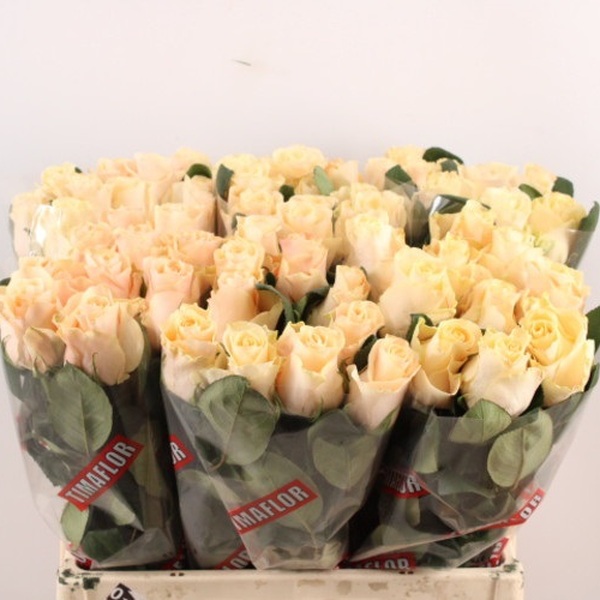 ROSA *PEARL TACAZZI+* 60CM