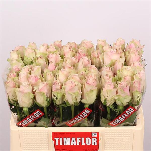 ROSA PINK ATHENA 50CM