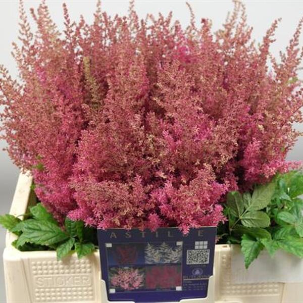ASTILBE *ELSE SCHLUCK* 60CM