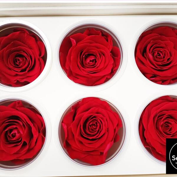 ROSA PRES. CAIXA X6 RED MAG.