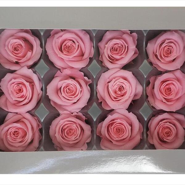 ROSA PRESERVADA MINI X 12 BRIDAL PINK