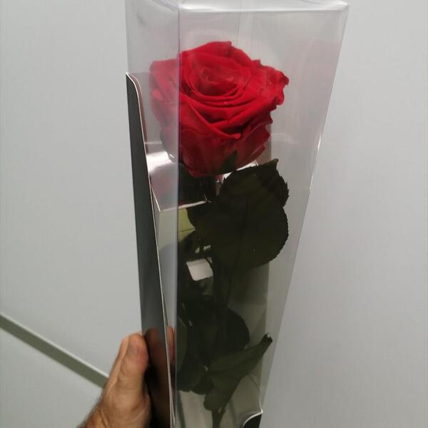 ROSA PRES. VERMELLA CAIXA MIX CARTRO/CELO 55CM 