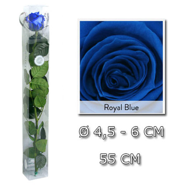 ROSA PRESERVADA PREMIUM 52CM OCEAN BLUE