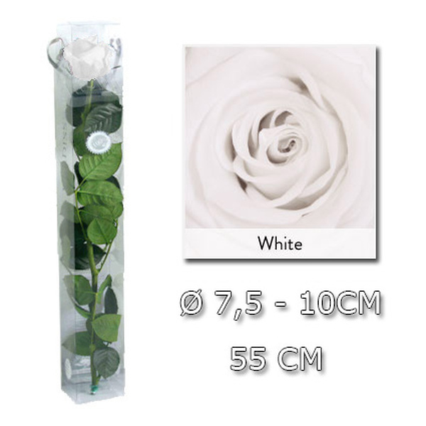 ROSA PRESERVADA PREMIUM 52CM PURE WHITE