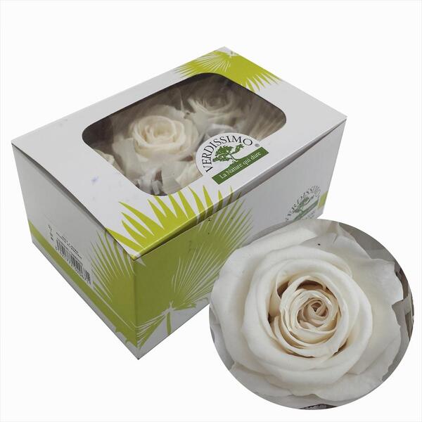 ROSA PRES. STANDART CAIXA X6 CHAMPAGNE