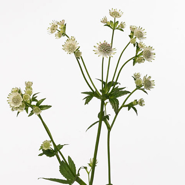 ASTRANTIA BILLION STARS 60CM