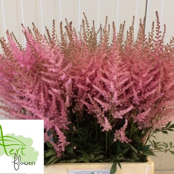 ASTILBE *ERIKA* 60CM