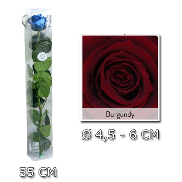 ROSA PRESERVADA PREMIUM 55CM BURGUNDY