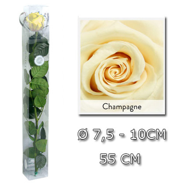 ROSA PRESERVADA PREMIUM 55CM CHAMPAGNE
