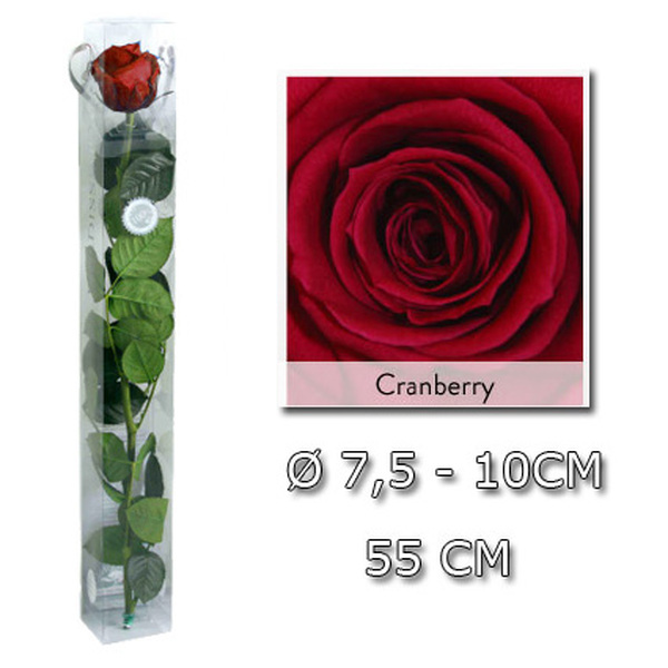 ROSA PRESERVADA PREMIUM 55CM CRANBERRY