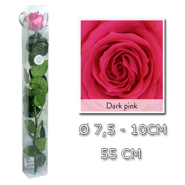 ROSA PRESERVADA PREMIUM 55CM DARK PINK