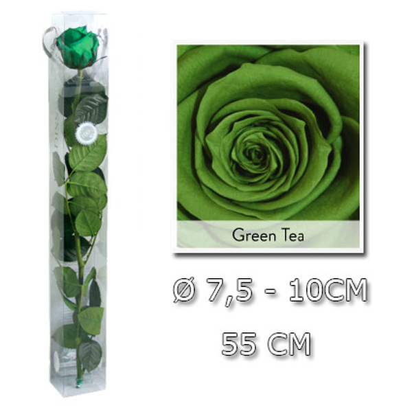 ROSA PRESERVADA PREMIUM 55CM GREEN TEA