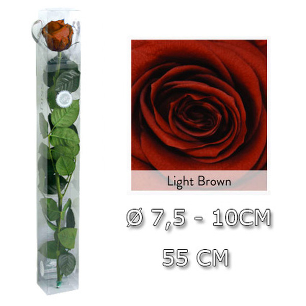 ROSA PRESERVADA PREMIUM 55CM LIGHT BROWN