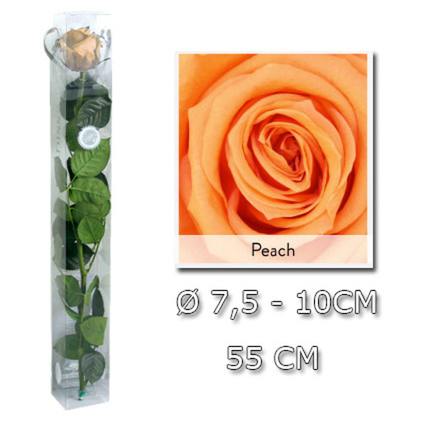 ROSA PRESERVADA PREMIUM 55CM PEACH