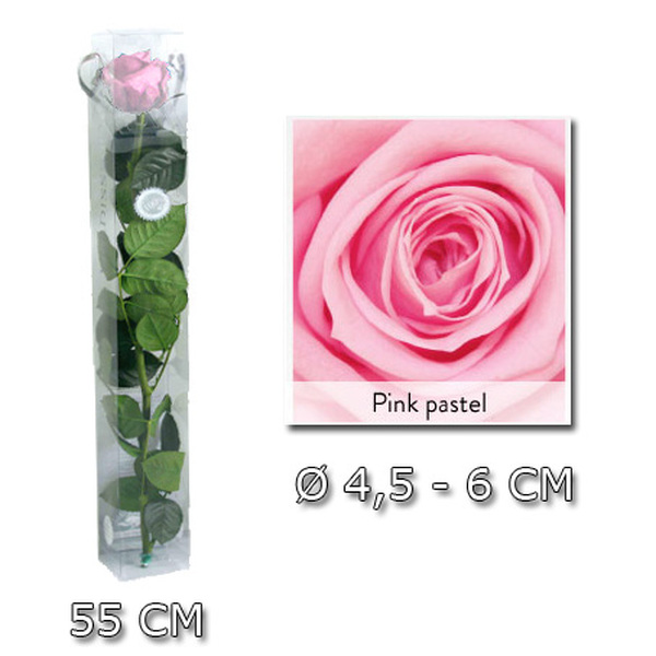 ROSA PRESERVADA PREMIUM 55CM PINK PASTEL