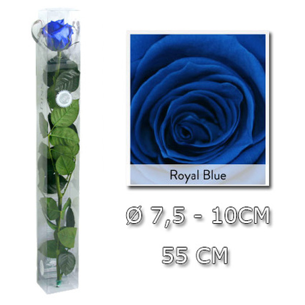 ROSA PRESERVADA PREMIUM 55CM ROYAL BLUE