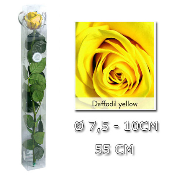 ROSA PRESERVADA PREMIUM 55CM SAFFODIL YELLOW