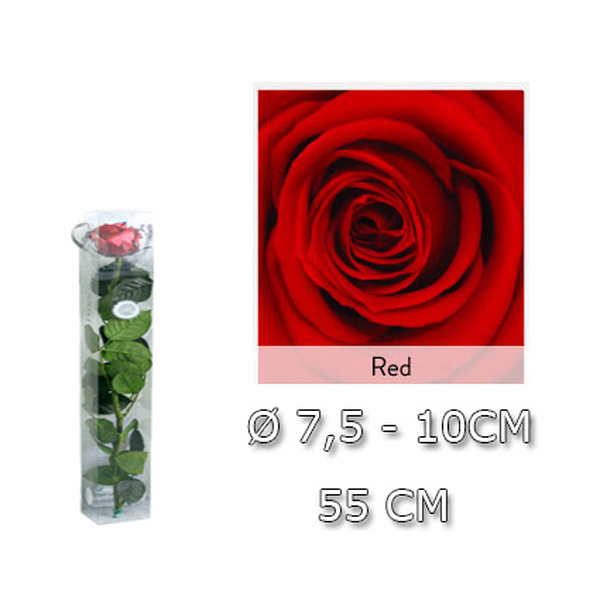 ROSA PRESERVADA PREMIUM 55CM VERMELLA