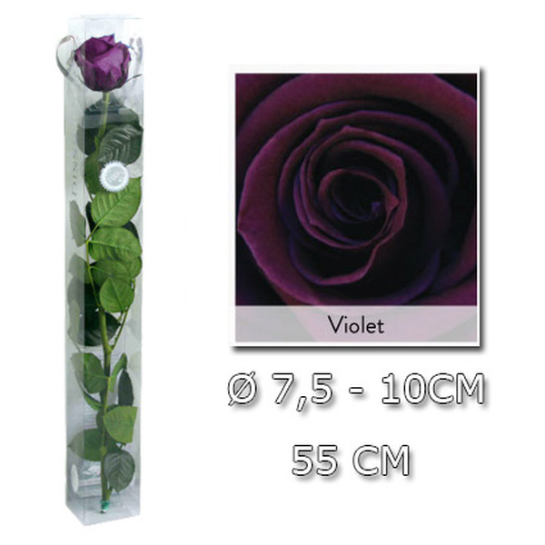 ROSA PRESERVADA PREMIUM 55CM VIOLET