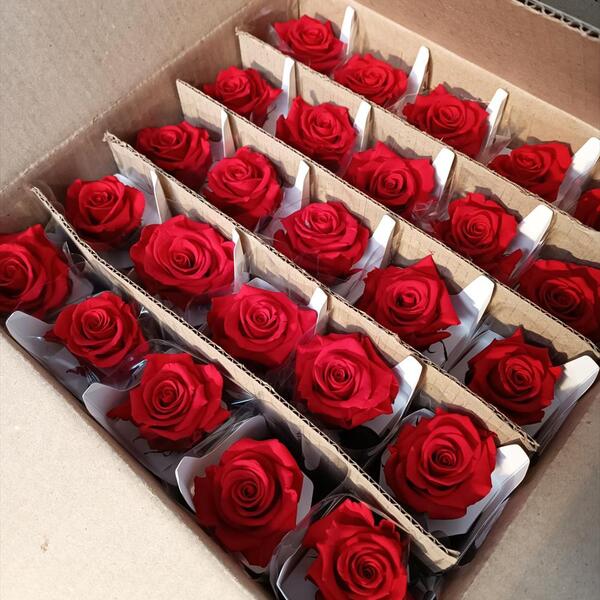 ROSA PRESERVADA VERMELLA 25CM S/ ENVALATGE