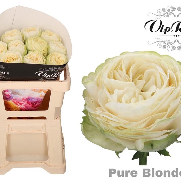 ROSA GARDEN PURE BLOND 60CM