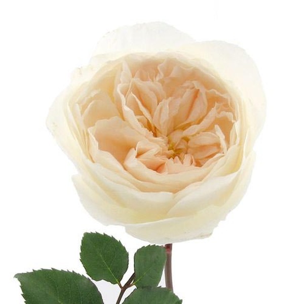 ROSA GARDEN DAVID AUSTIN PURITY 50CM