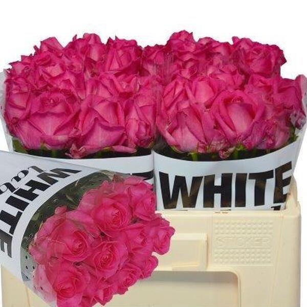 ROSA *PURPLE STAR* 50CM