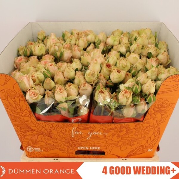 ROSA RAMIFICADA GOOD WEDDING 50CM