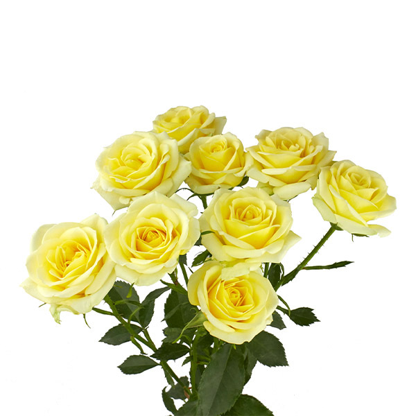 ROSA RAMIFICADA 60CM COL. BRILLANT STARS LEO