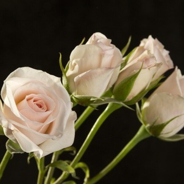 ROSA RAMIFICADA 60CM COL. SOFT PINK FOLIES