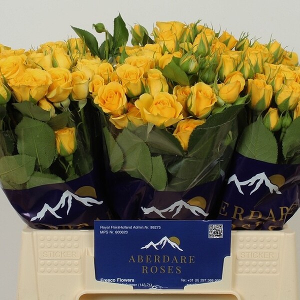 ROSA RAMIFICADA 40CM *YELLOW BABE*