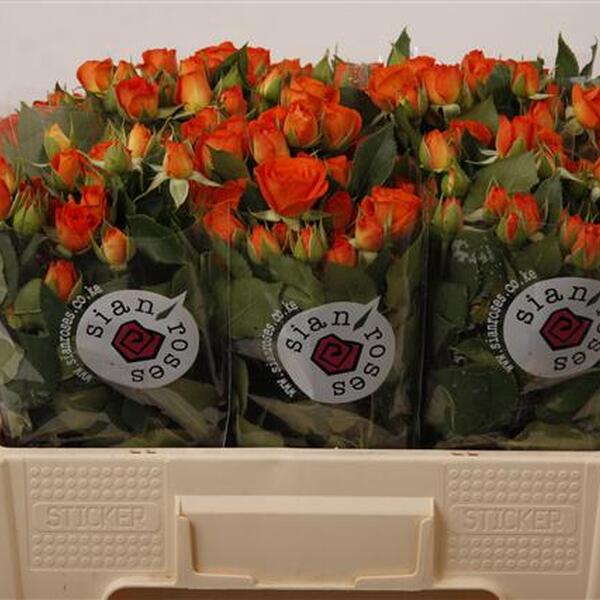 ROSA RAMIFICADA 50CM *BABE*