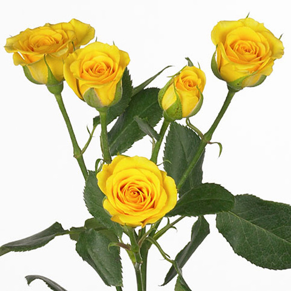 ROSA RAMIFICADA 50CM COL. GROC