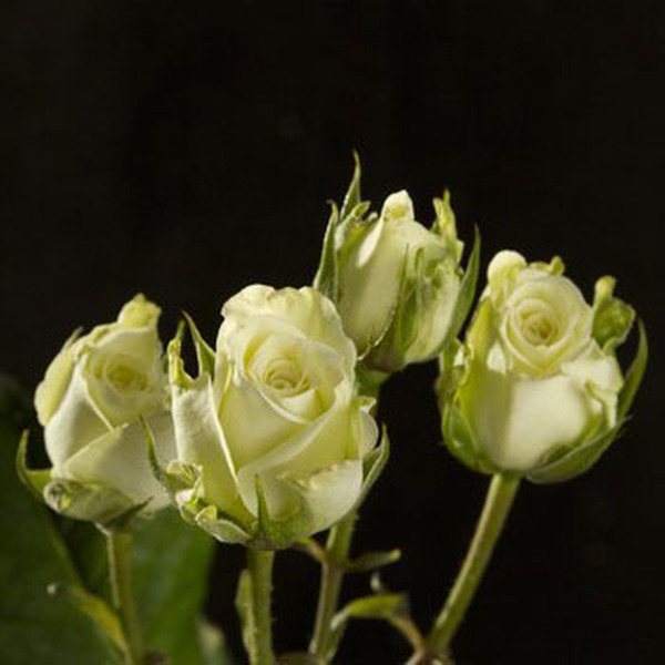 ROSA RAMIFICADA 50CM COL. SNOWFLAKE