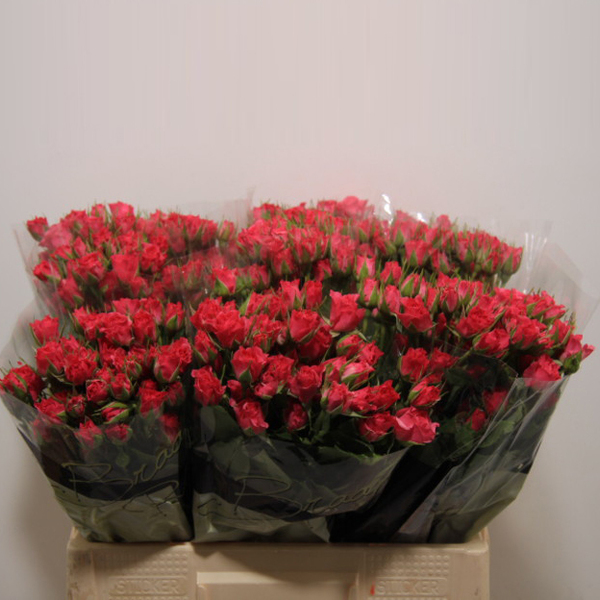 ROSA RAMIFICADA 50CM COL. FUCSIA