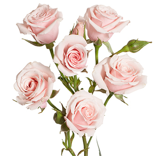 ROSA RAMIFICADA 50CM COL. PINK MAJOLIKA