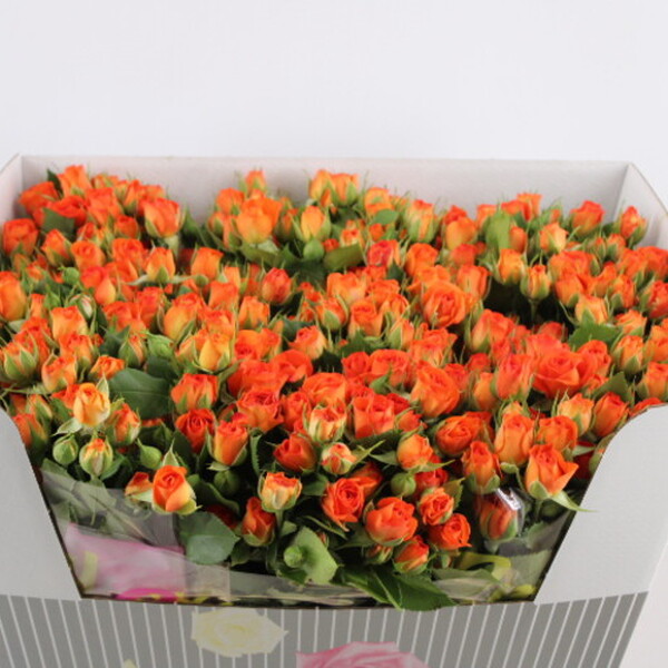 ROSA RAMIFICADA 50CM COL. TARONJA