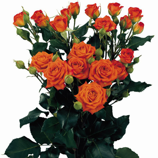 ROSA RAMIFICADA 60CM COL. *BABE*