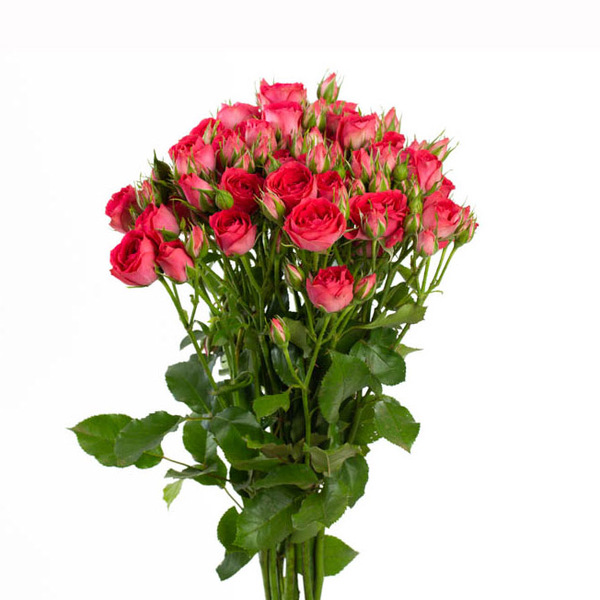 ROSA RAMIFICADA 60CM COL. FUCSIA