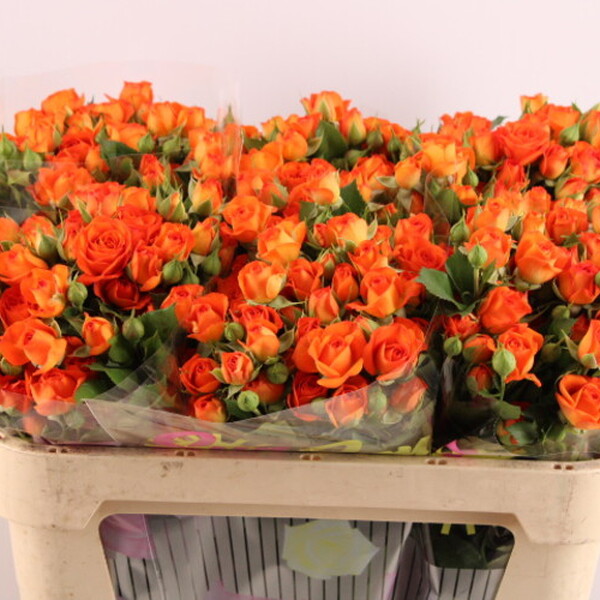 ROSA RAMIFICADA 70CM *BABE*