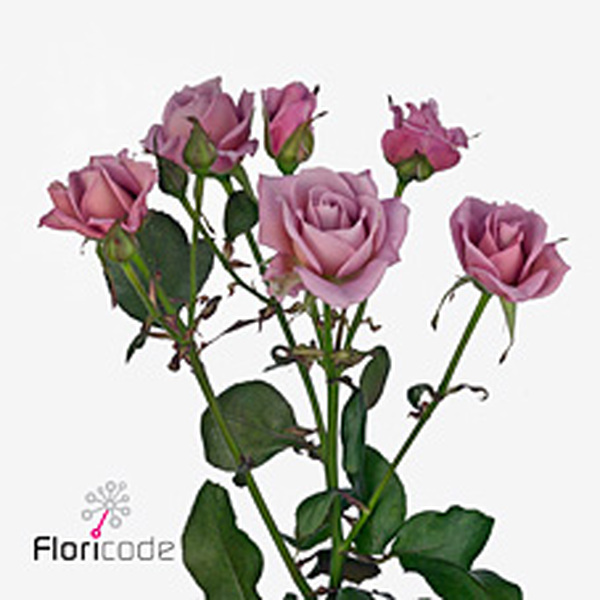 ROSA RAMIFICADA *AMAZING LADY* 60CM