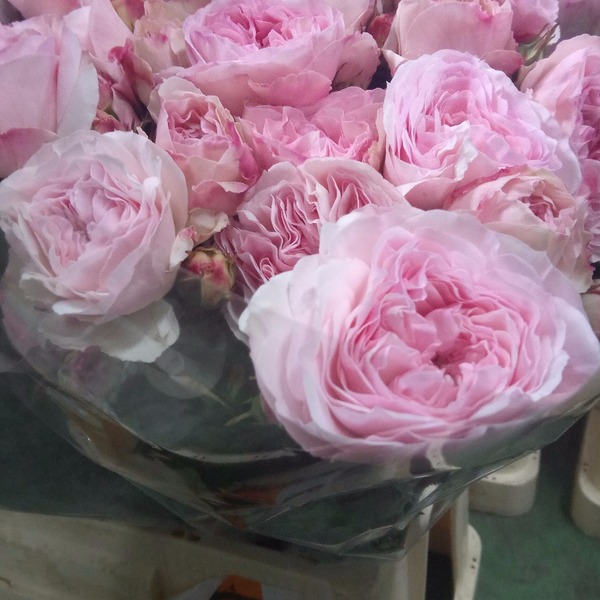 ROSA RAMIFICADA ROSA *anglèsa,obertura jardi* 