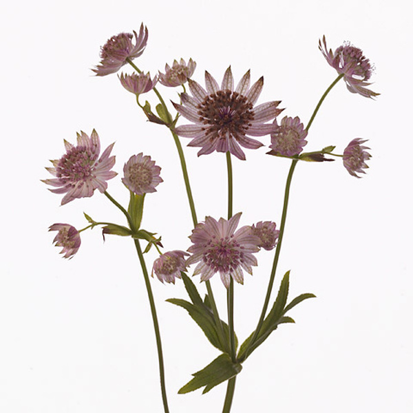 ASTRANTIA *PINK SENSATION* 50CM