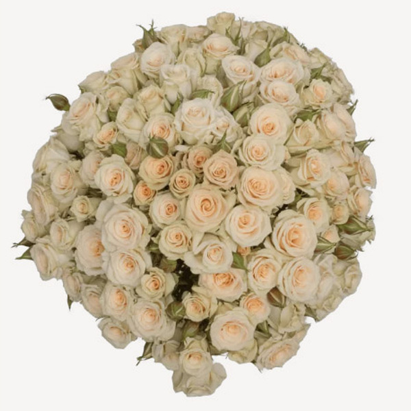 ROSA RAMIF. *CRETRA* 60CM 